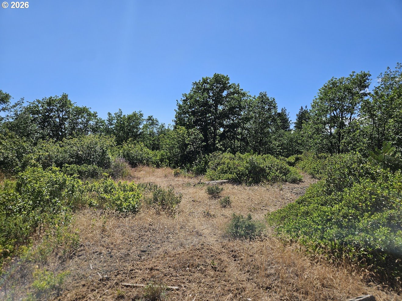 67 Timber Lane Roosevelt, WA 99356 - Photo 15 of 37 a view of a yard with a tree