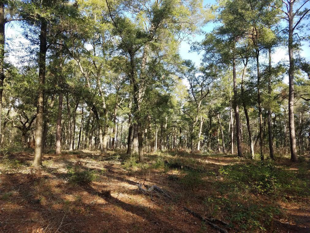 4151 Ashley River Road Charleston, SC 29414 - Photo 3 of 5 Millbrook4