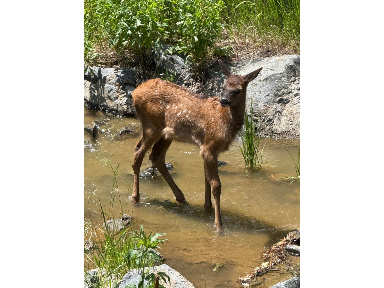 667 Trailside Road Golden, CO 80401 - Photo 35 of 46 Wildlife from deck