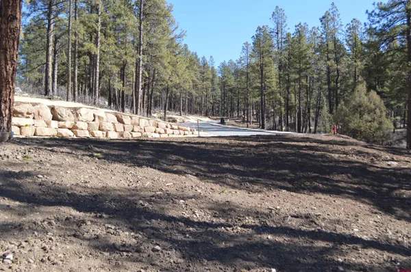 a view of a park with large trees