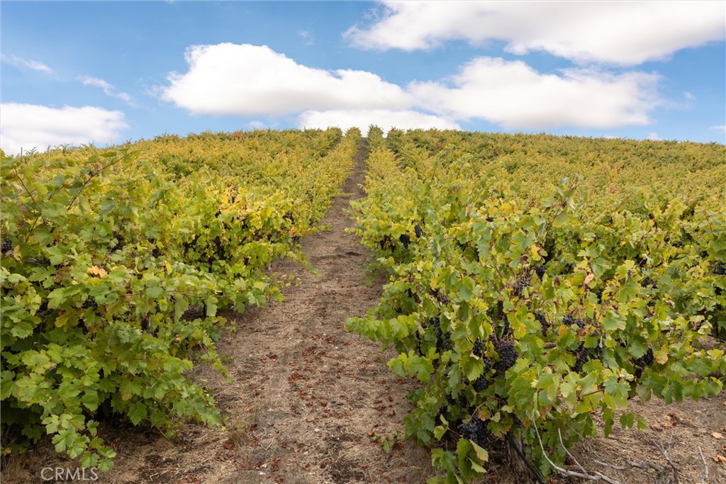 3000 Oakdale Road Paso Robles, CA 93446 - Photo 17 of 26 Syrah vines looking north.