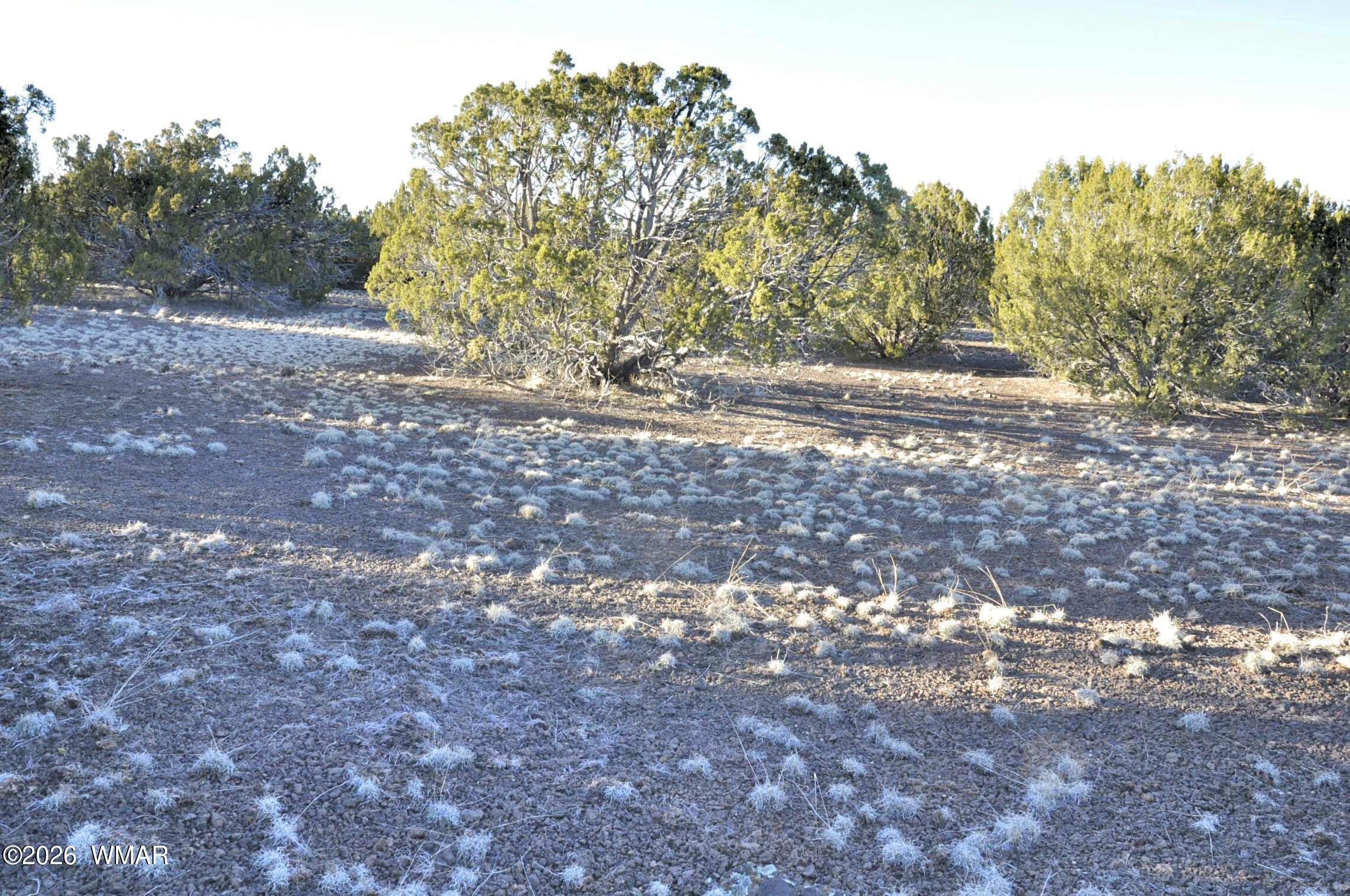 26 Ranch Road Taylor, AZ 85939 - Photo 11 of 17 a view of outdoor space with trees