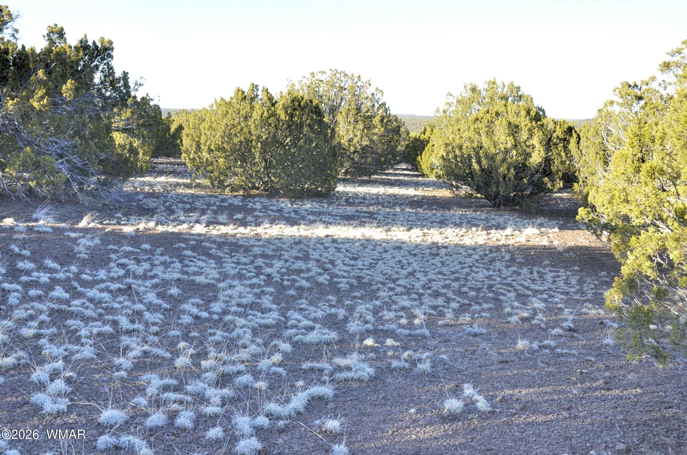 26 Ranch Road Taylor, AZ 85939 - Photo 12 of 17 a view of backyard of a house