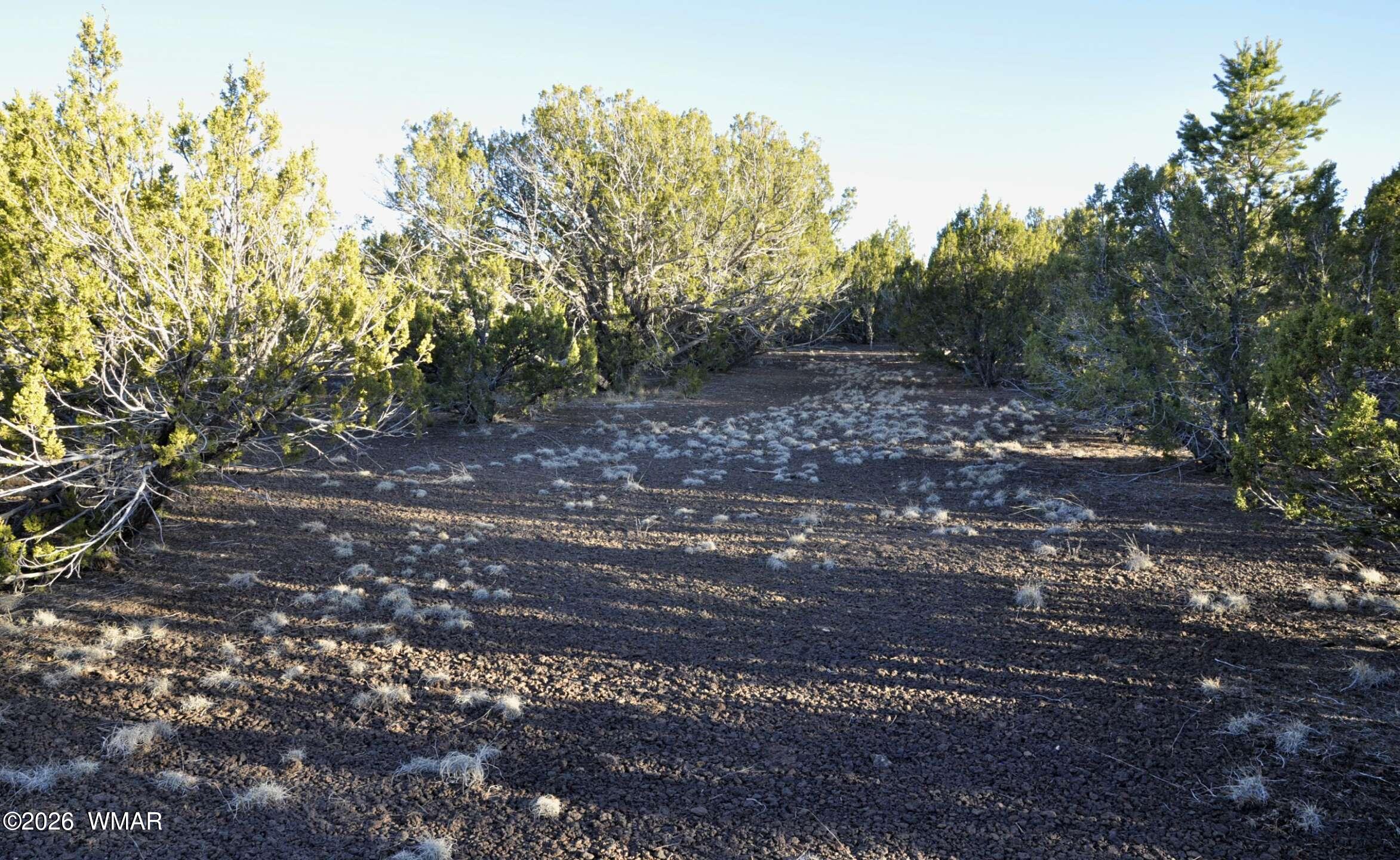 26 Ranch Road Taylor, AZ 85939 - Photo 15 of 17 a view of a yard with plants and trees