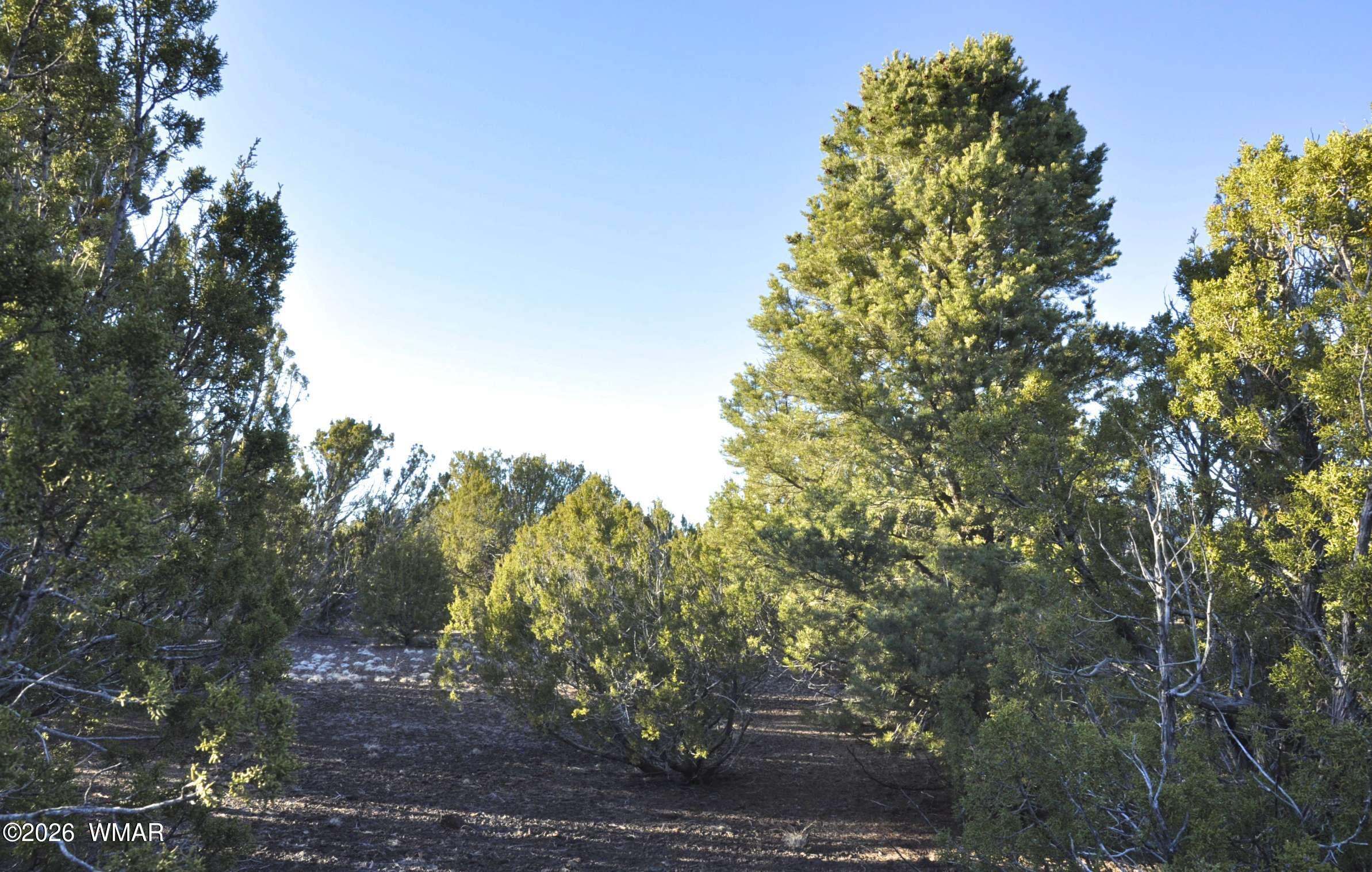 26 Ranch Road Taylor, AZ 85939 - Photo 16 of 17 a view of a yard with a tree