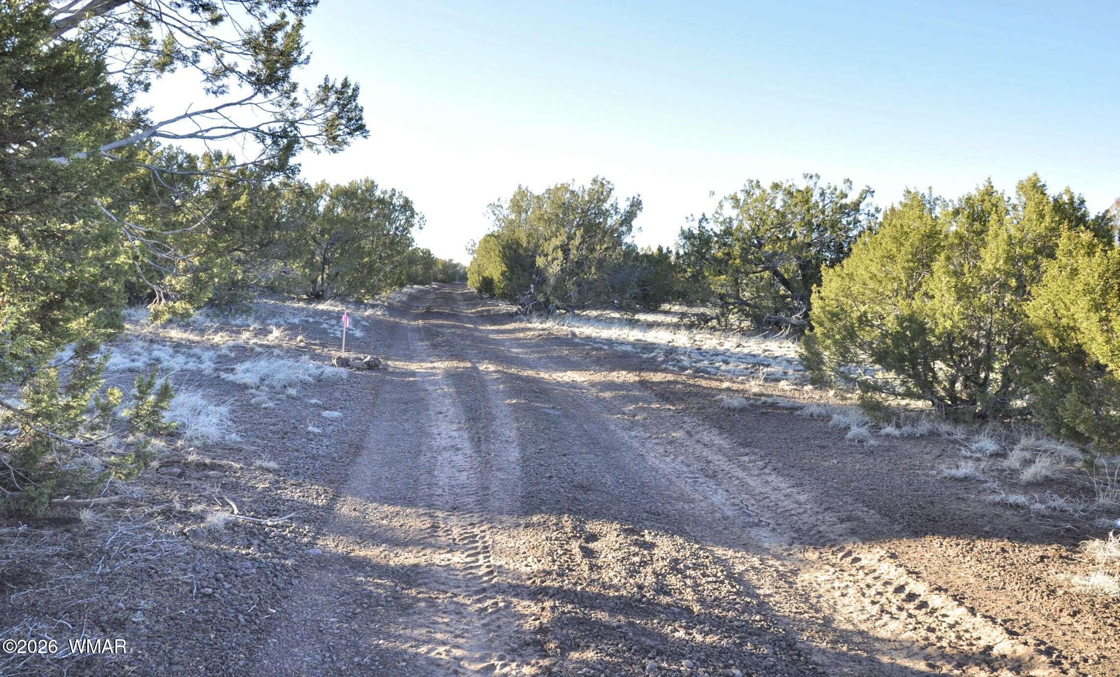 26 Ranch Road Taylor, AZ 85939 - Photo 10 of 17 a view of a yard with trees on both side of the road