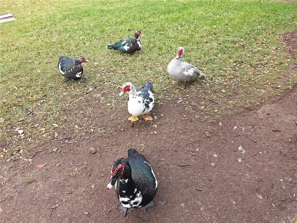a view of backyard of house with green space