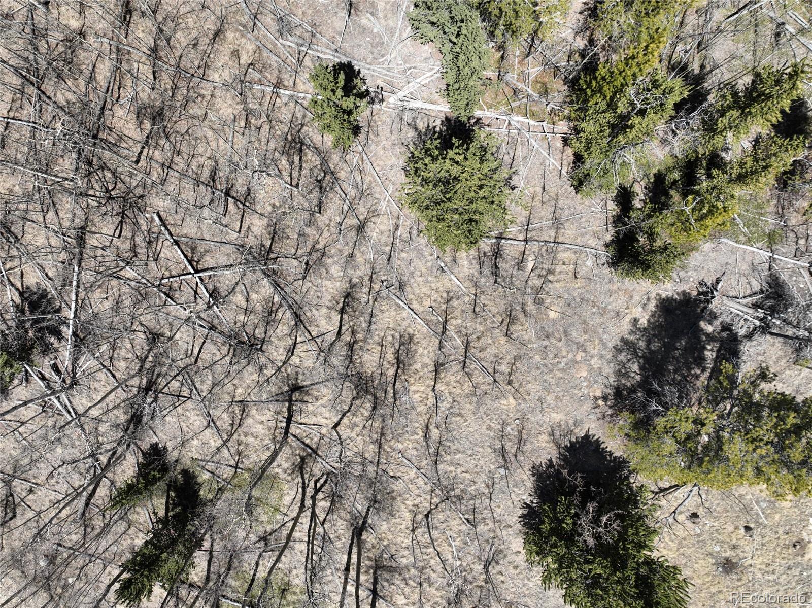 Beaver Ridge Road Fairplay, CO 80440 - Photo 7 of 12 a view of a yard with a tree