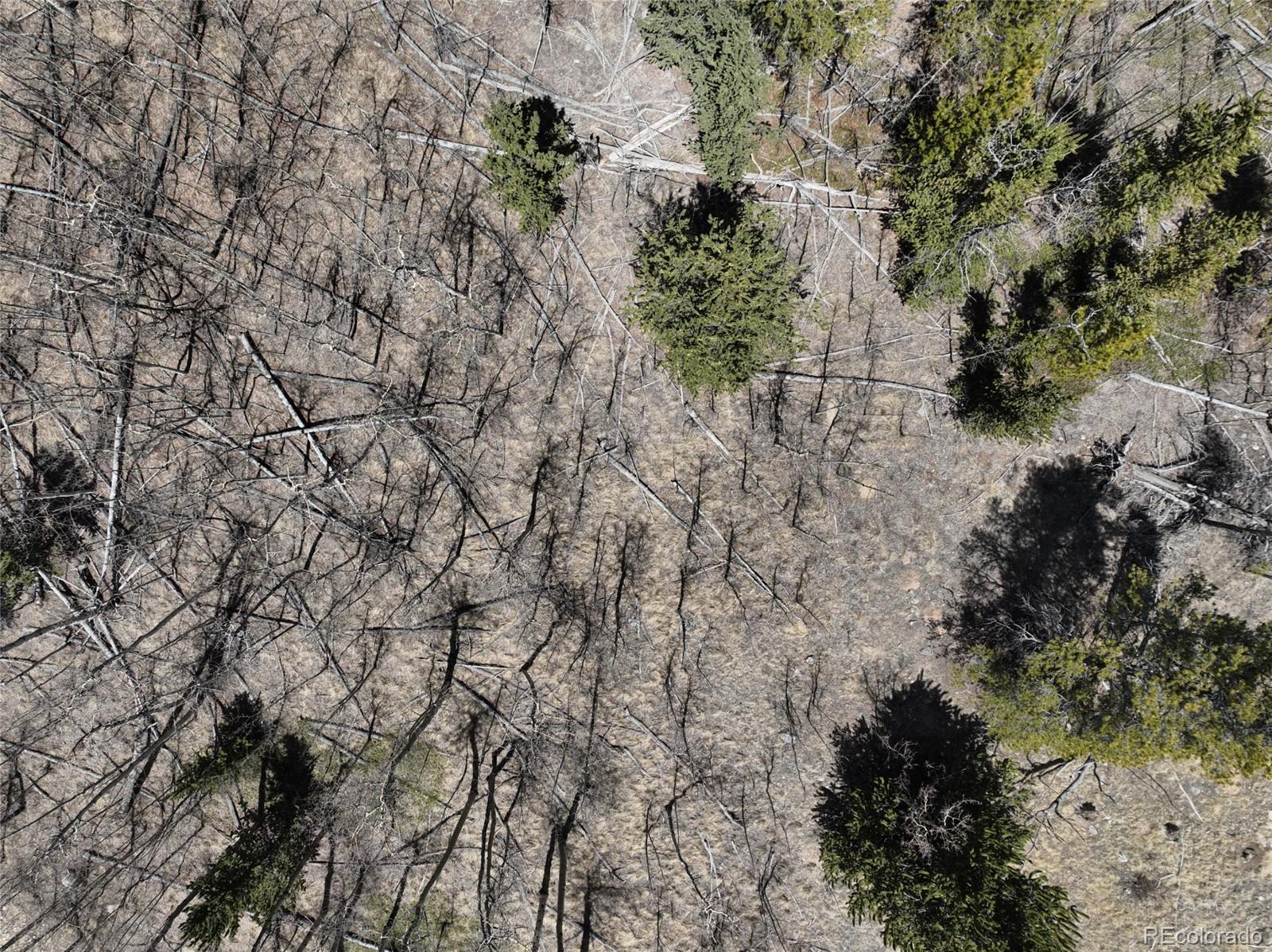 Beaver Ridge Road Fairplay, CO 80440 - Photo 8 of 12 a view of a yard with a tree