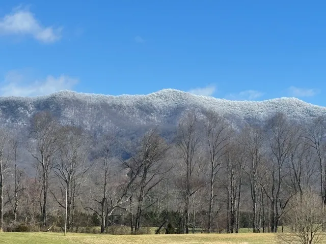 a view of wooden floor and trees in a yard