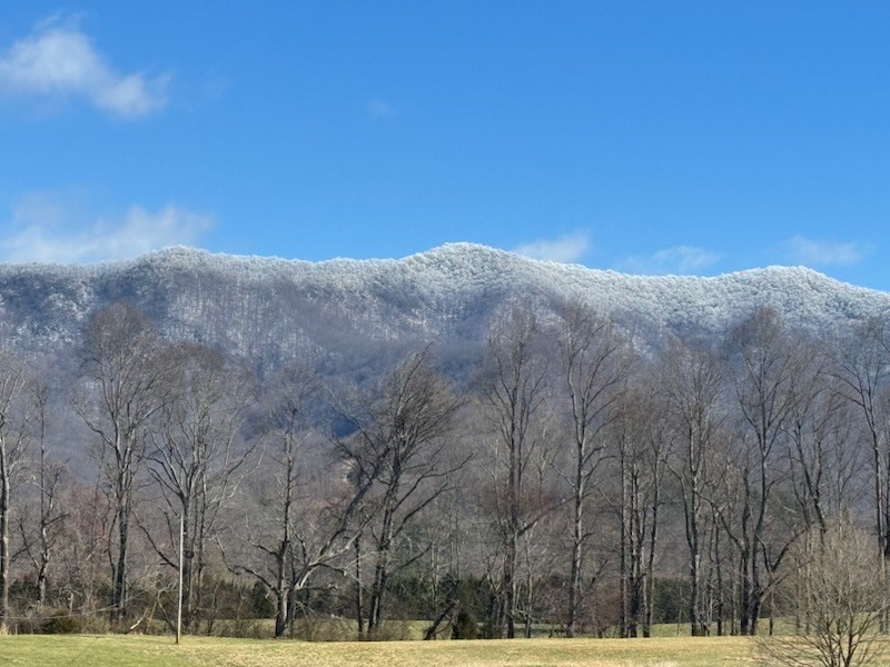 10617 Highway 64 Hayesville, NC 28904 - Photo 4 of 5 a view of wooden floor and trees in a yard