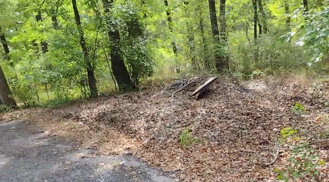 a view of a forest with trees in the background