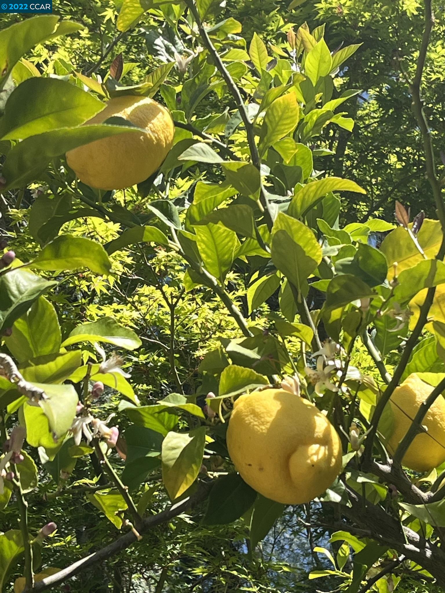4387 Fallbrook Road Concord, CA 94521 - Photo 20 of 26 a view of a tree with plants and a chair
