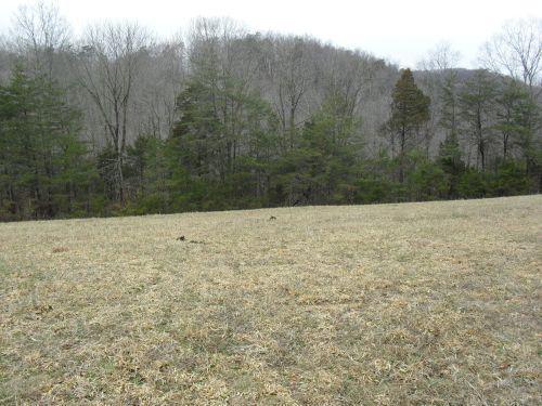 1 Acreyville Road Alpha, KY 42603 - Photo 9 of 10 image008
