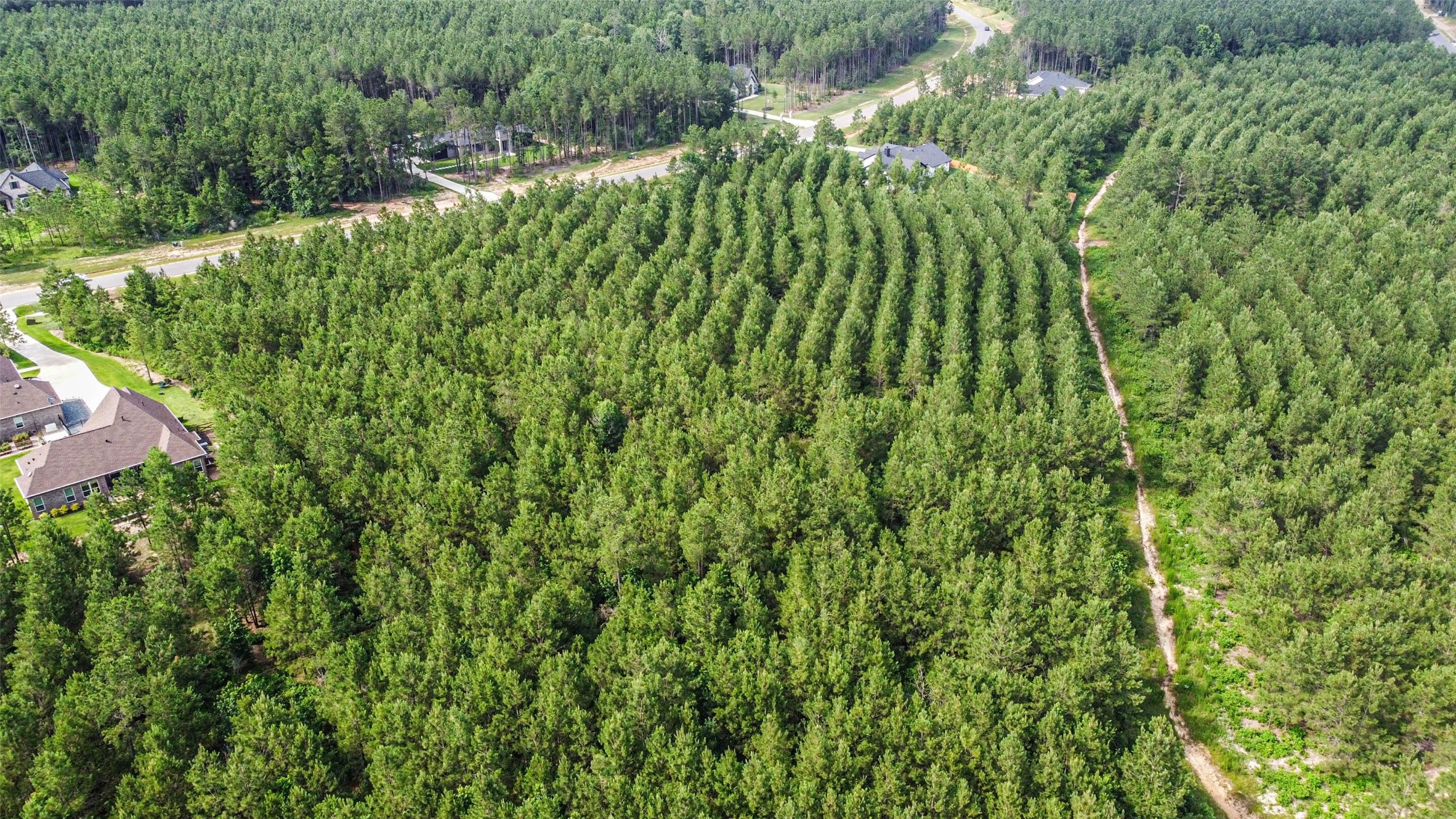 15921 Ridge Oak Road Willis, TX 77378 - Photo 10 of 20 a view of a lush green forest
