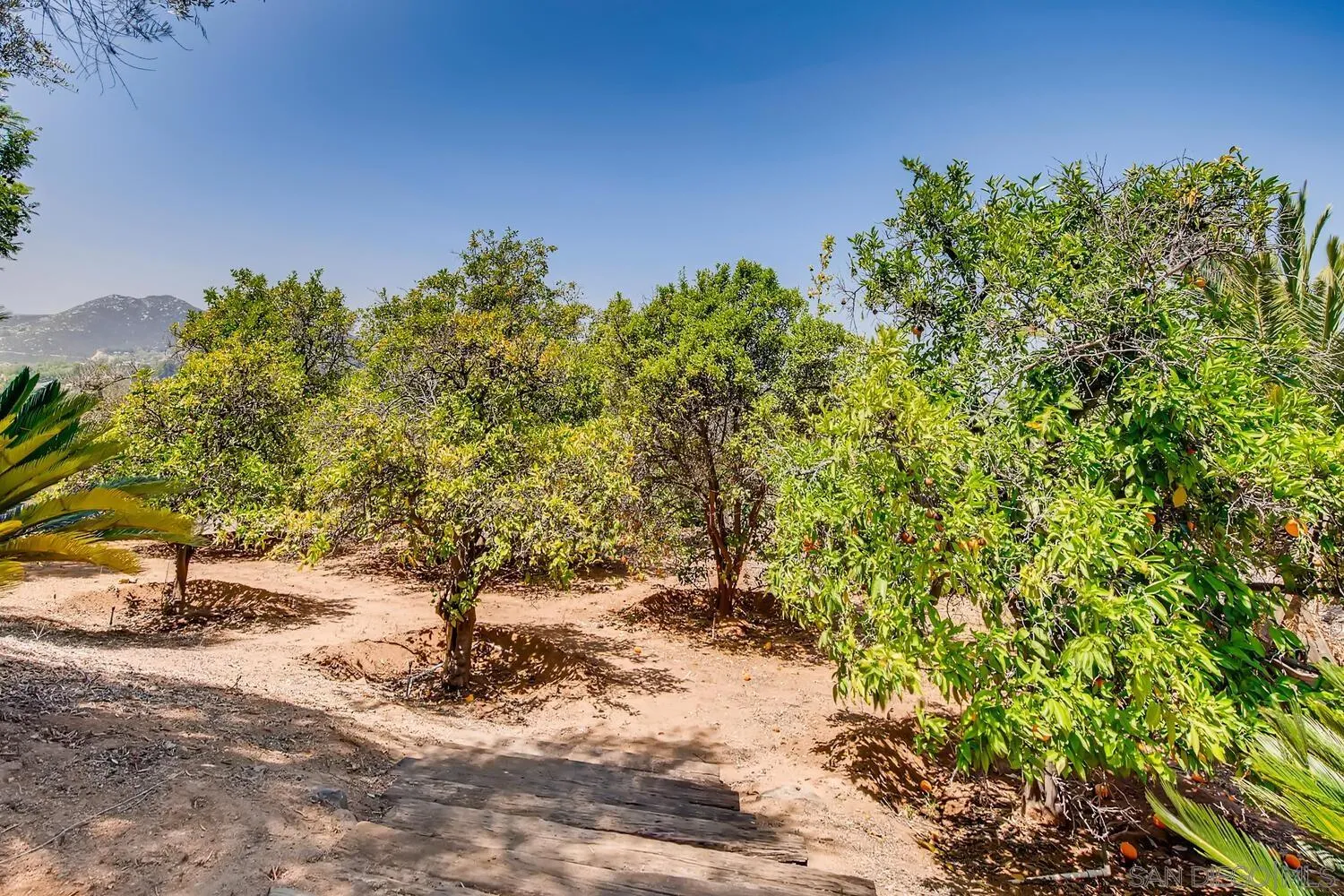 14565 High Valley Road Poway, CA 92064 - Photo 24 of 28 a view of a yard with a tree