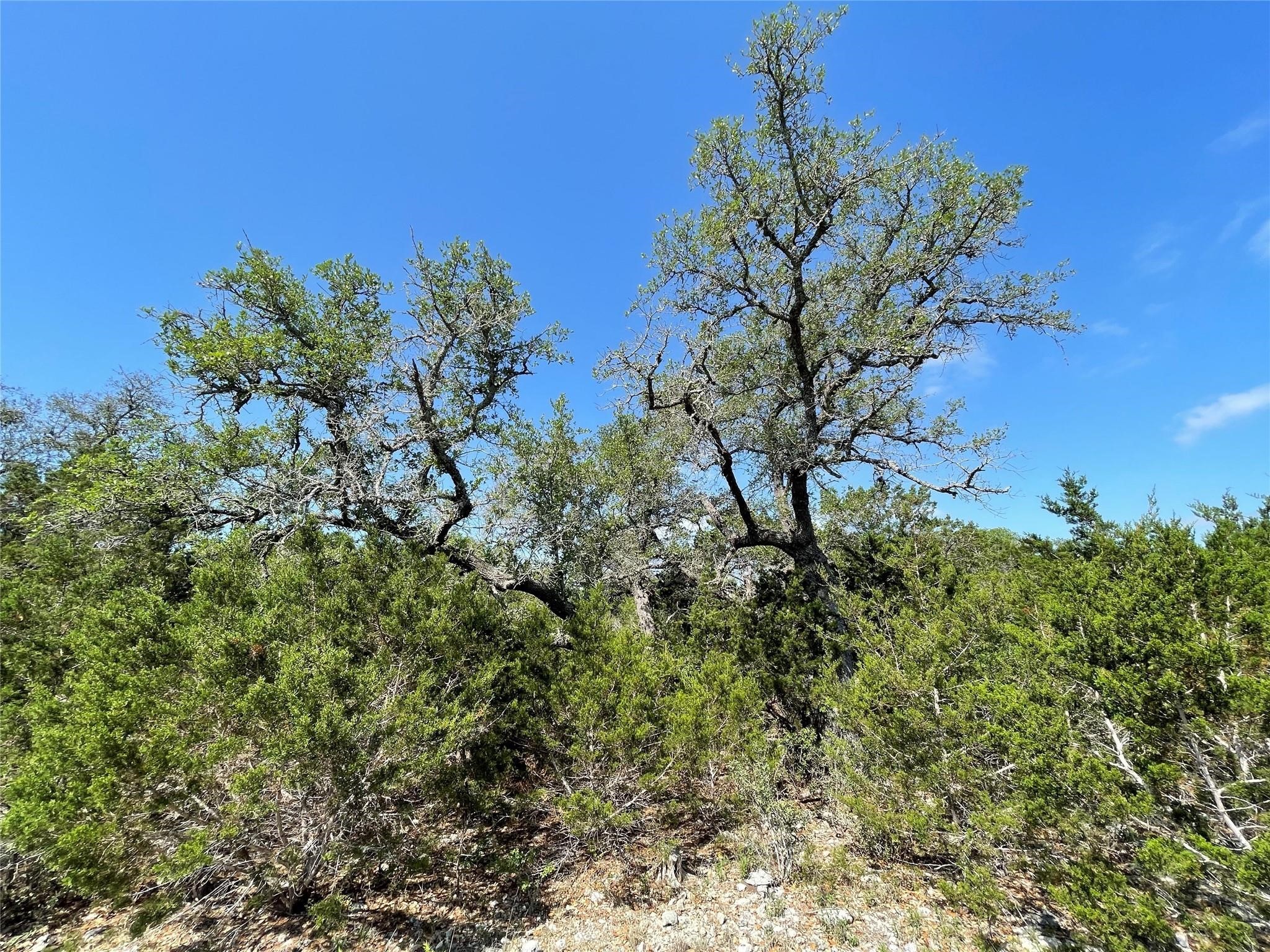 1117 Madrone Road Fischer, TX 78623 - Photo 11 of 11 a view of a flower in a garden
