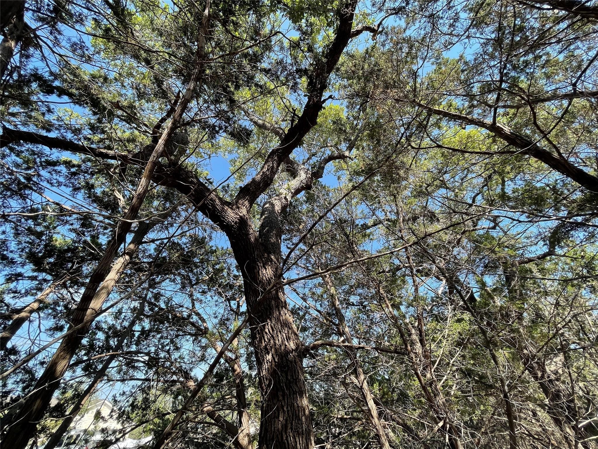 1117 Madrone Road Fischer, TX 78623 - Photo 10 of 11 a picture of tree