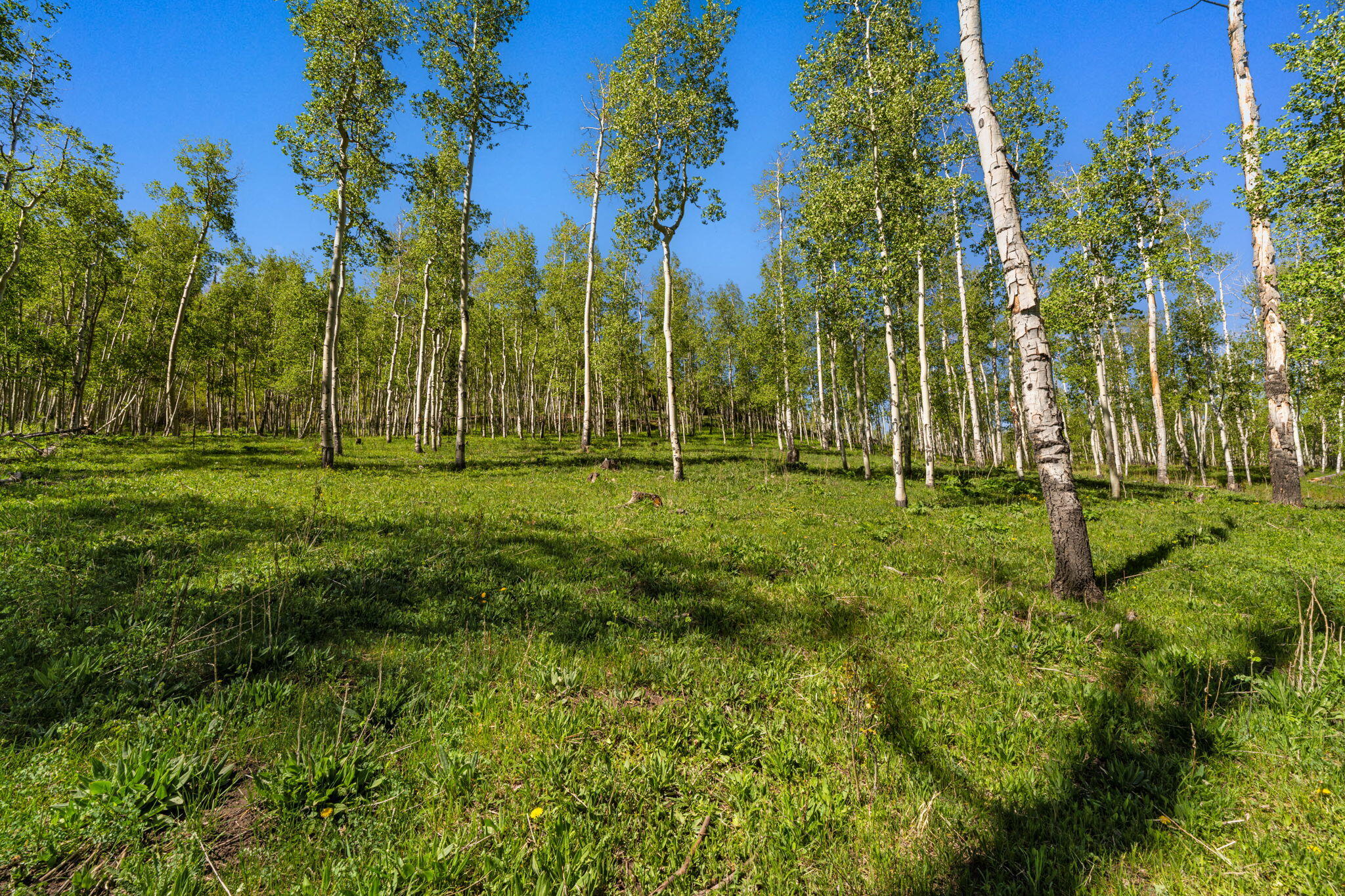 Tbd Wapiti Road Telluride, CO 81435 - Photo 3 of 20 Wapiti Lot 37