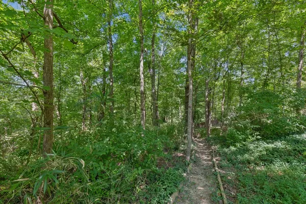 a view of a lush green forest