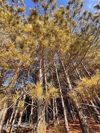 $35,999 | Tbd Pine Cone Drive, Menahga, MN 56464