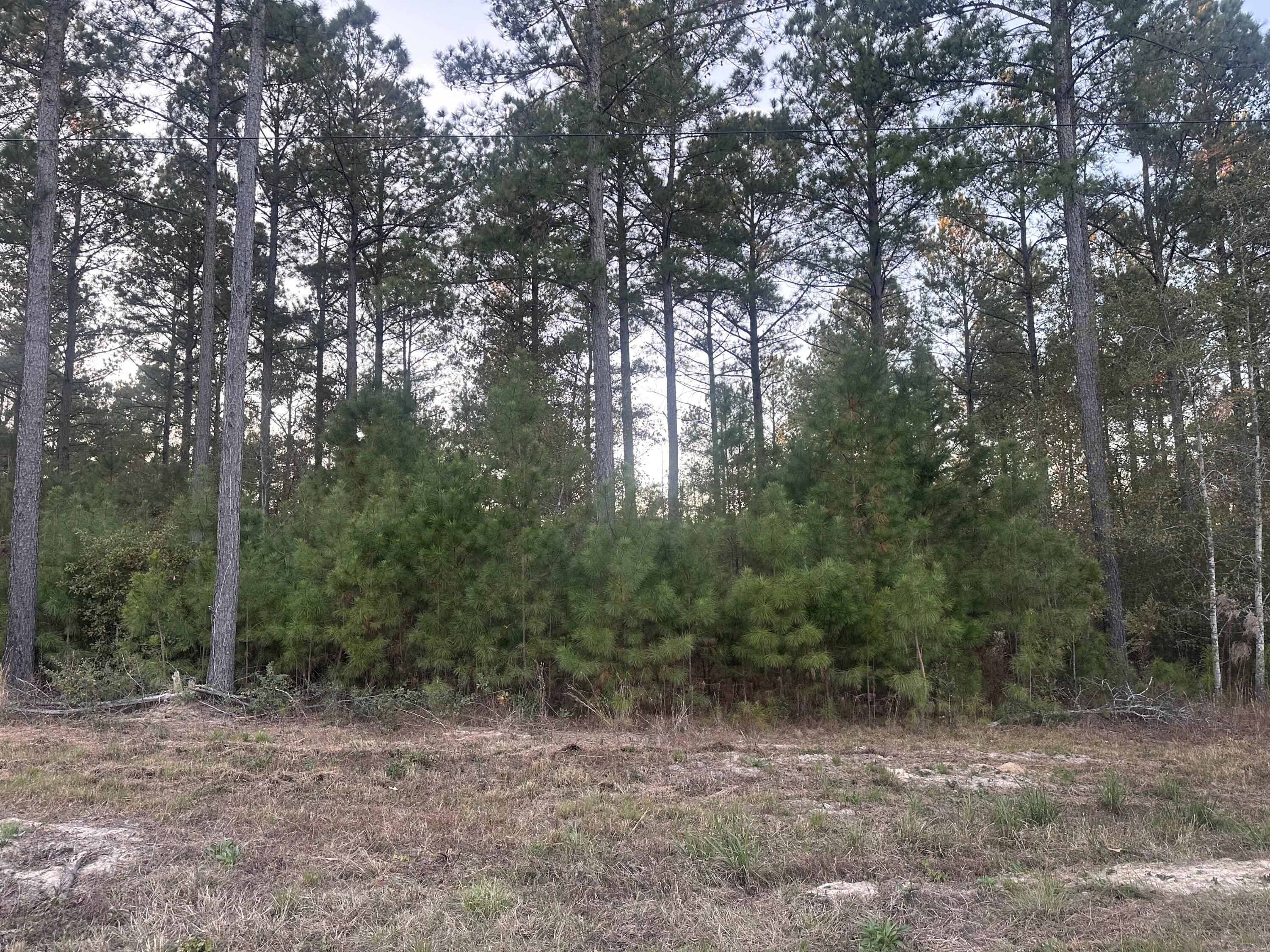 Lot 2 Blacks Road Williston, SC 29853 - Photo 1 of 3 Gallery Image 1