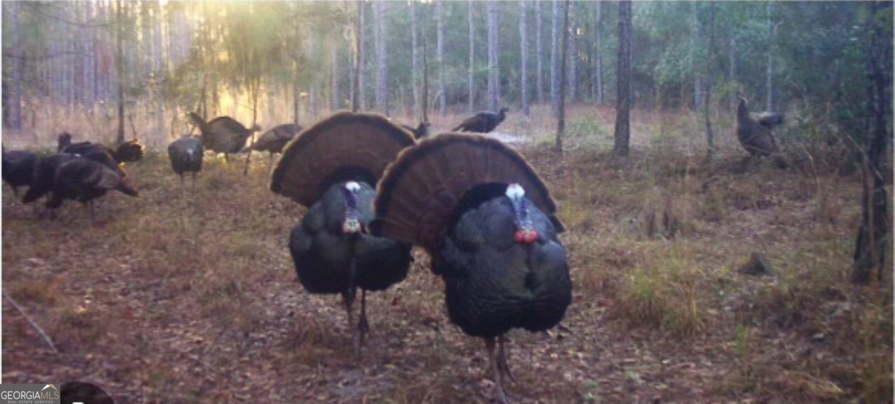 1940 Horne Road Eastman, GA 31023 - Photo 79 of 94