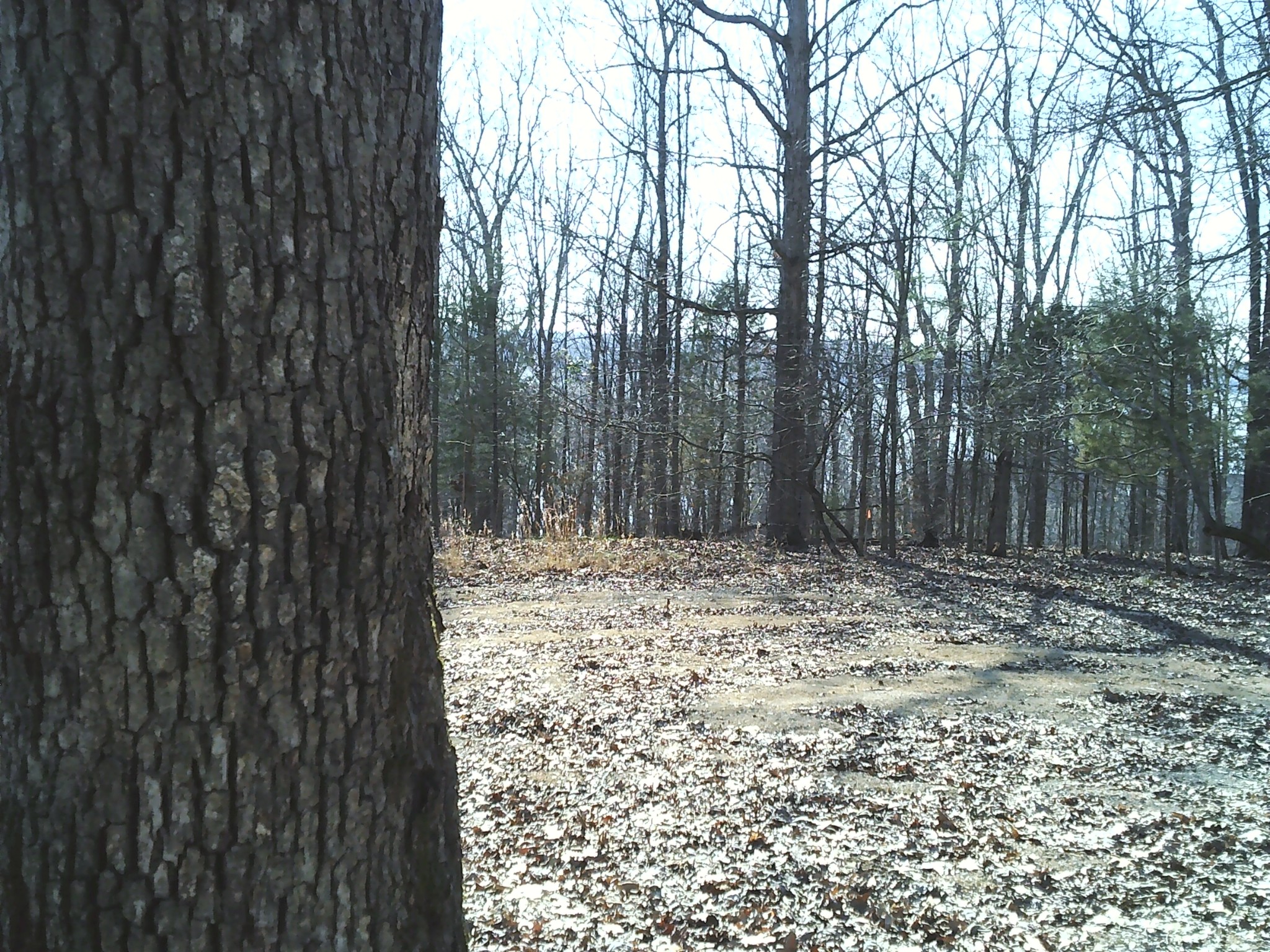 a view of a backyard with trees