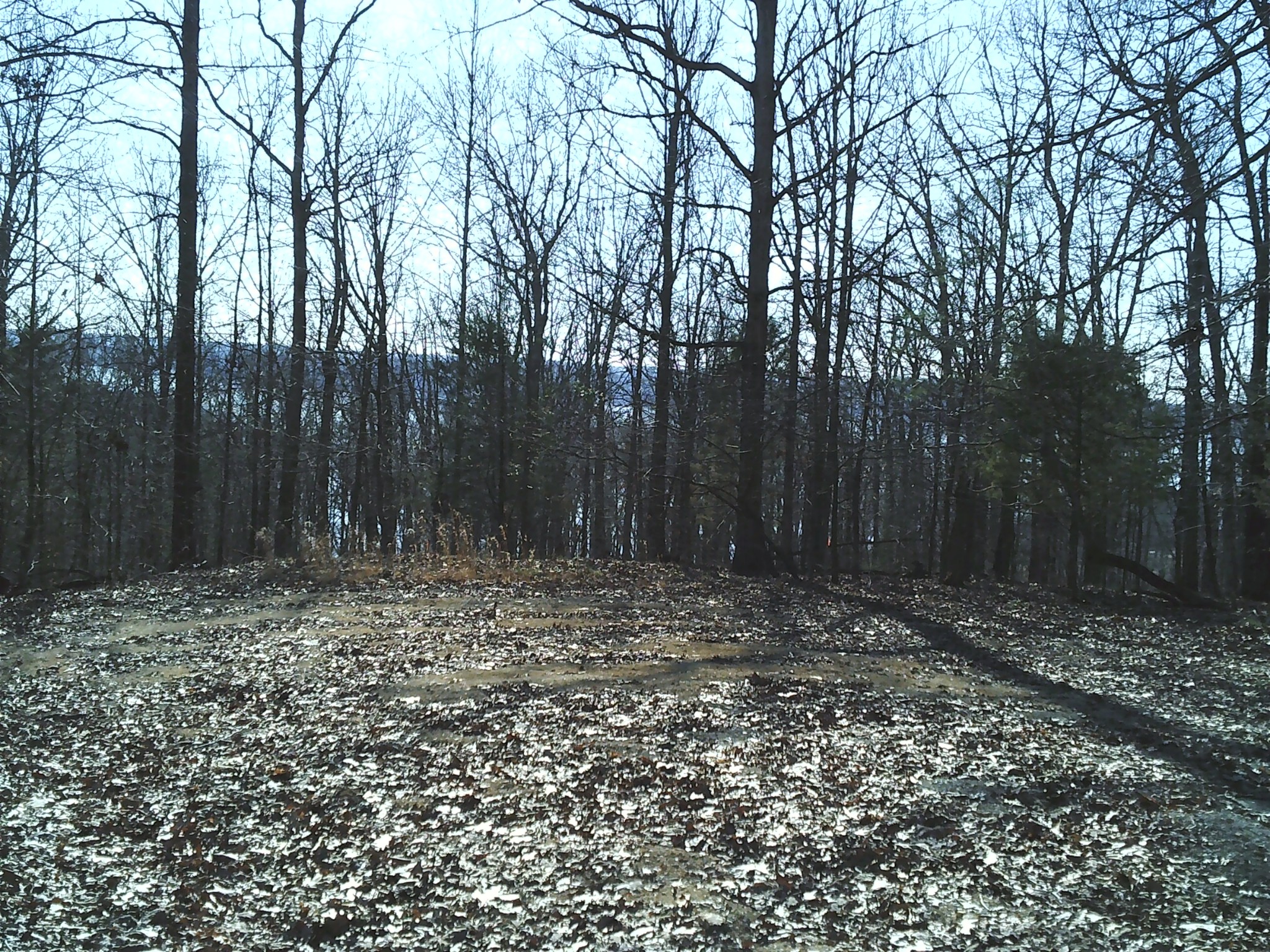 0 Eaglet Court Dover, TN 37058 - Photo 3 of 4 a view of a yard with trees