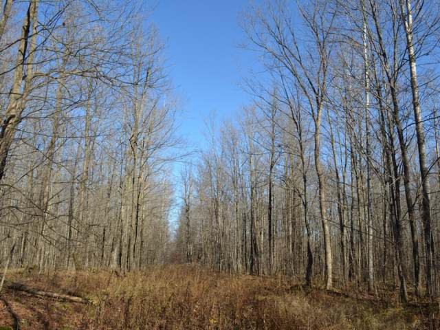 Four Mile Road Tomahawk, WI 54487 - Photo 19 of 20 Gallery Image 19