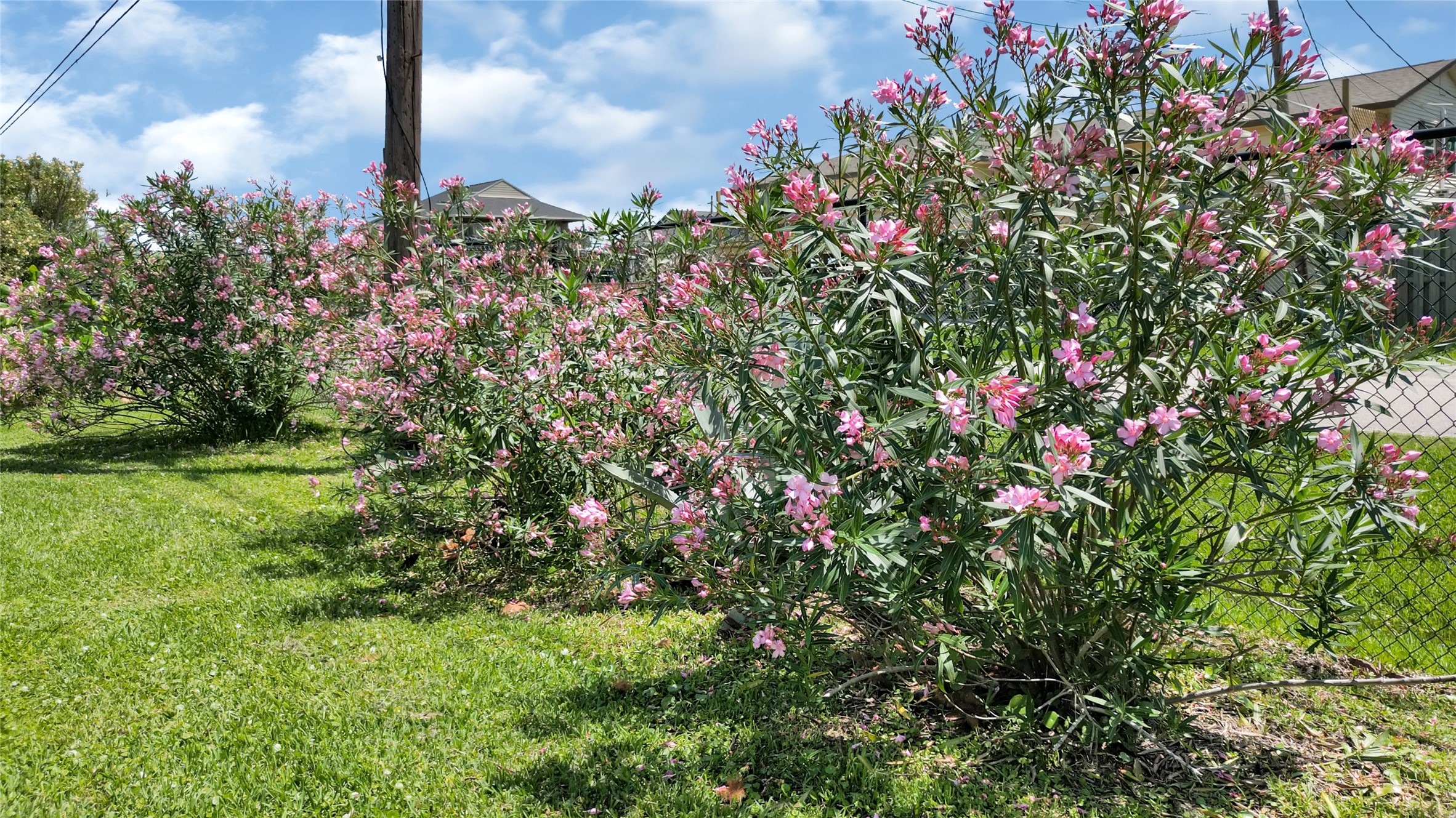 1004 8th Street Dickinson, TX 77539 - Photo 33 of 42 a close up of a flower in a garden