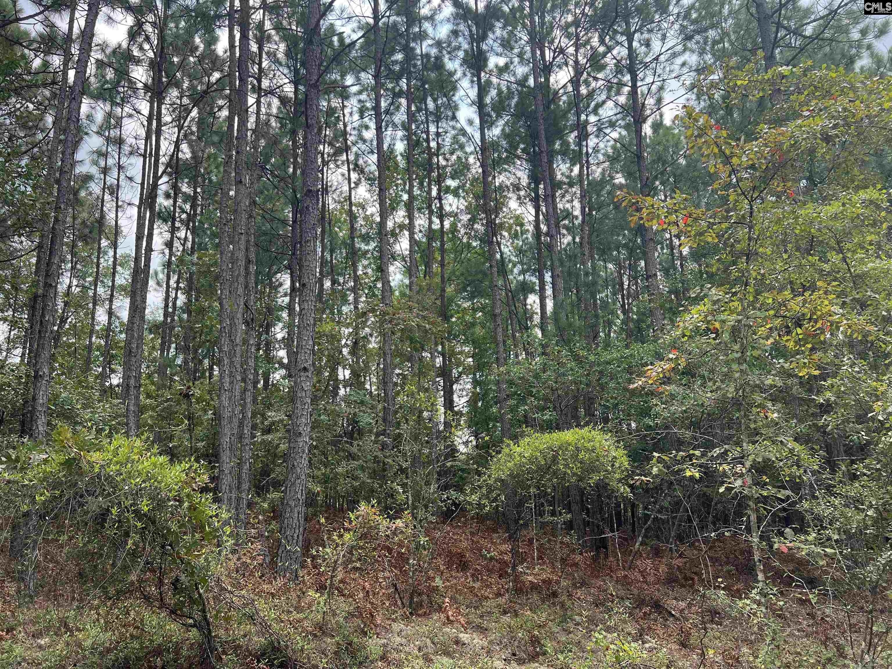 0 Cliff Road Pelion, SC 29123 - Photo 12 of 28
