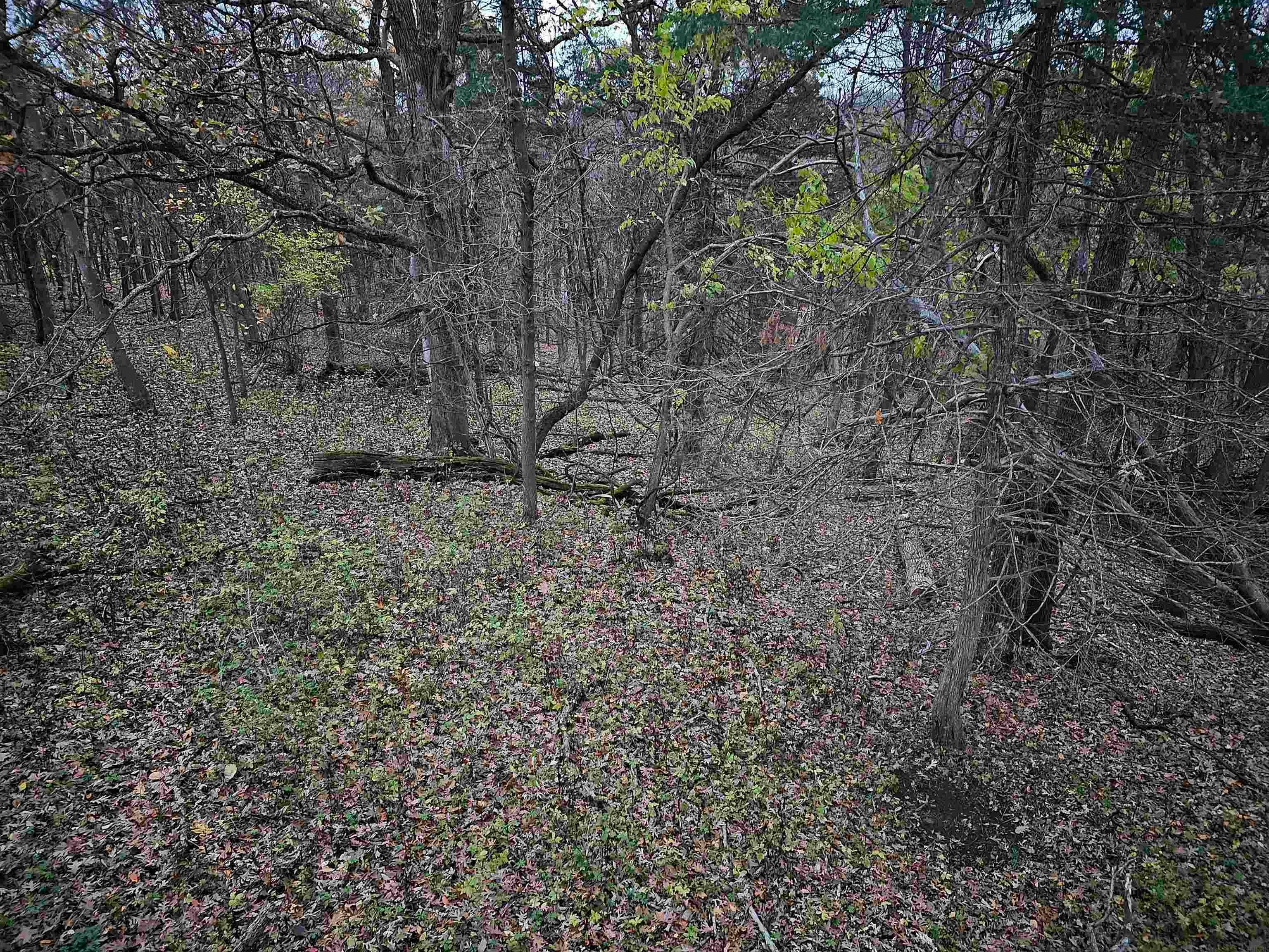 0 Trout Road Waterville, IA 52170 - Photo 2 of 3 Gallery Image 2