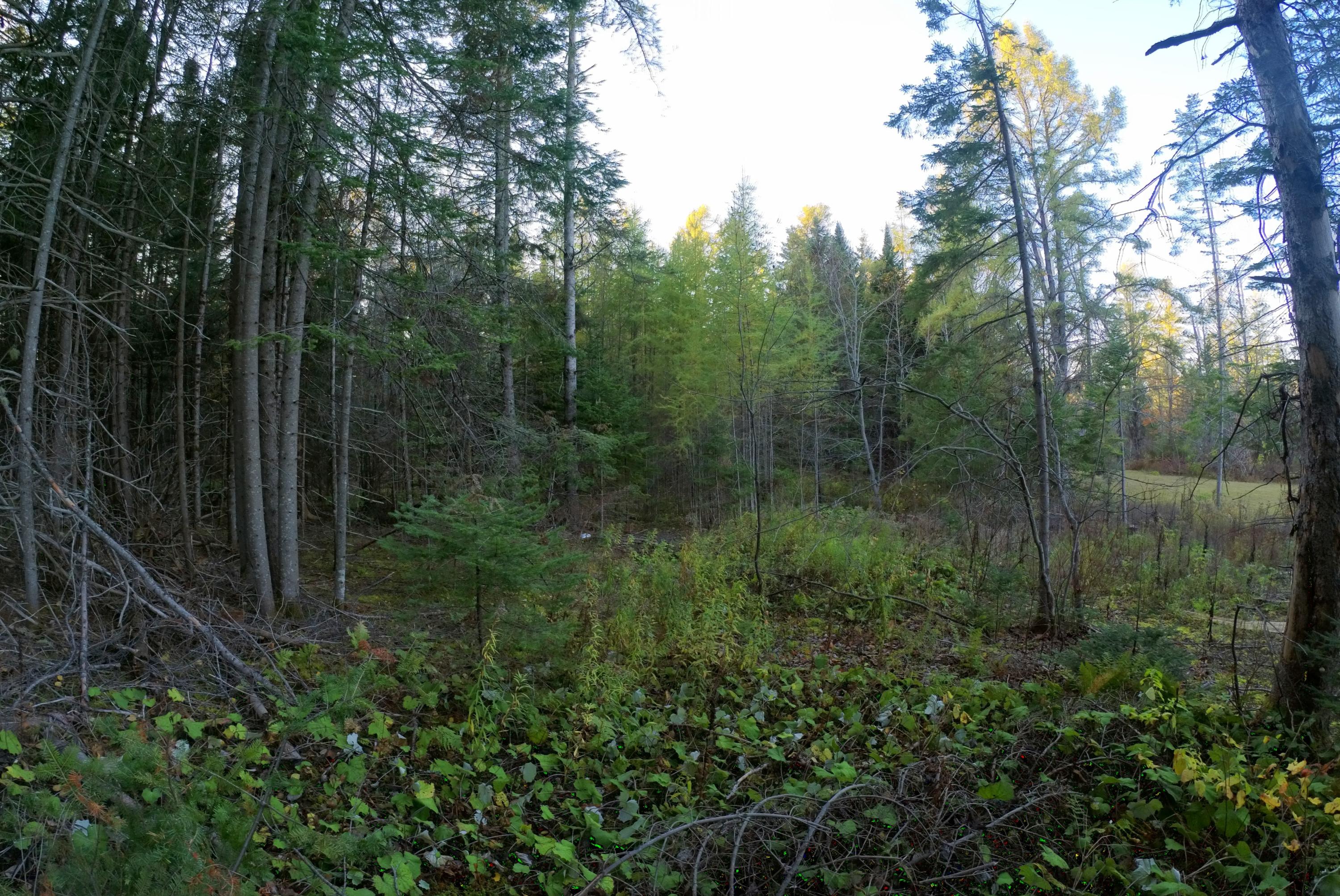 Lot 018 Main Siding Road Caribou, ME 04736 - Photo 1 of 5 20201013_180449_108