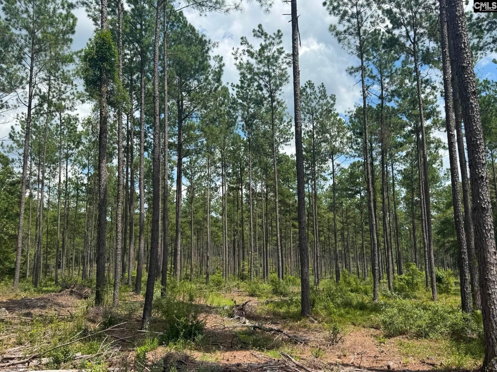 Beaver Creek Road Swansea, SC 29160 - Photo 28 of 29 Gallery Image 28