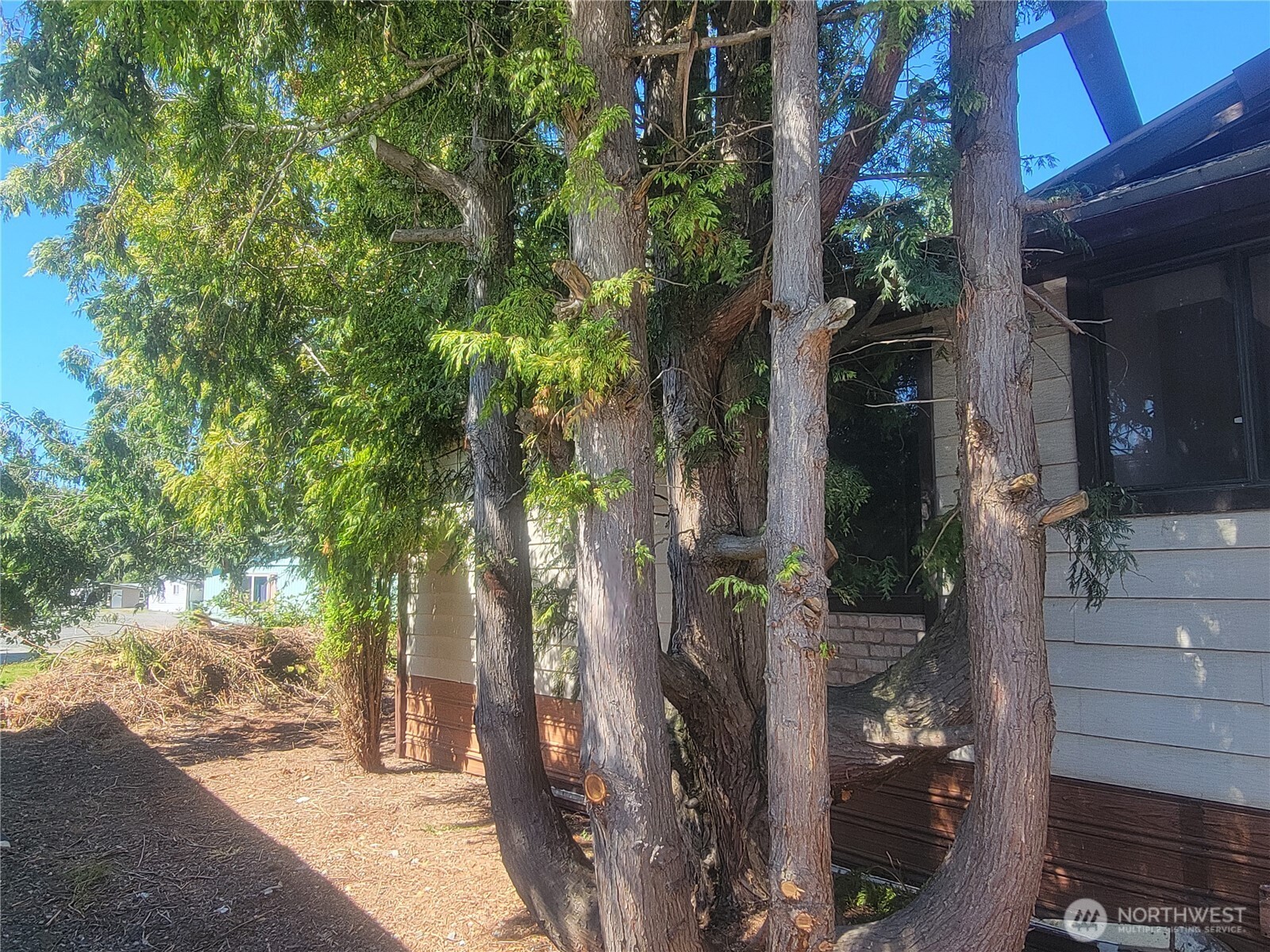 4015 Eliza Avenue, Unit 120 Bellingham, WA 98226 - Photo 25 of 26 front view of a house with a tree