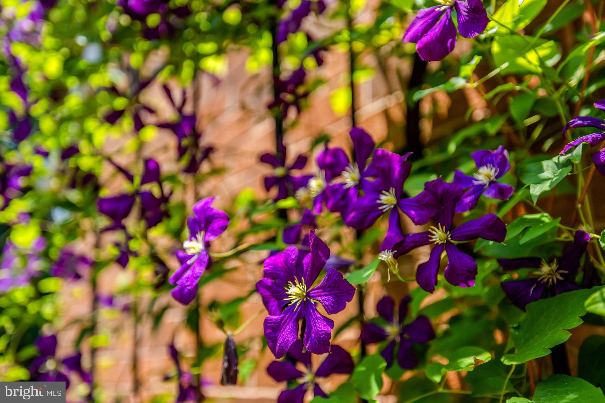 11064 Thrush Ridge Road Reston, VA 20191 - Photo 7 of 85 Beautiful landscaping.