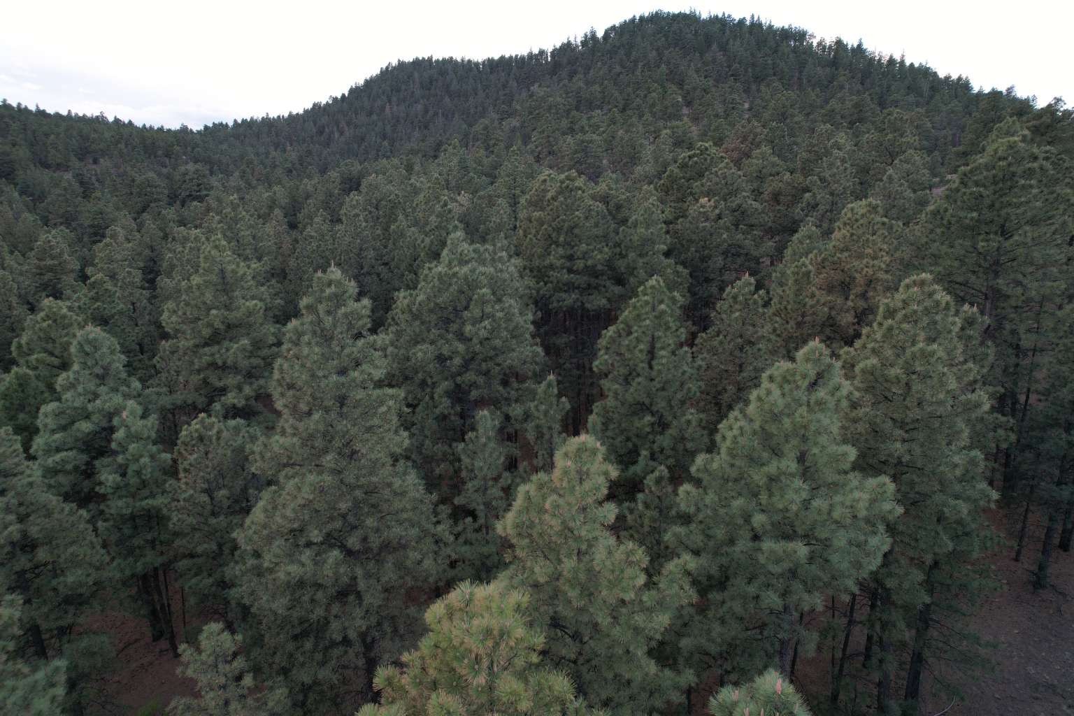 0 A015 County Road Mora, NM 87732 - Photo 10 of 40