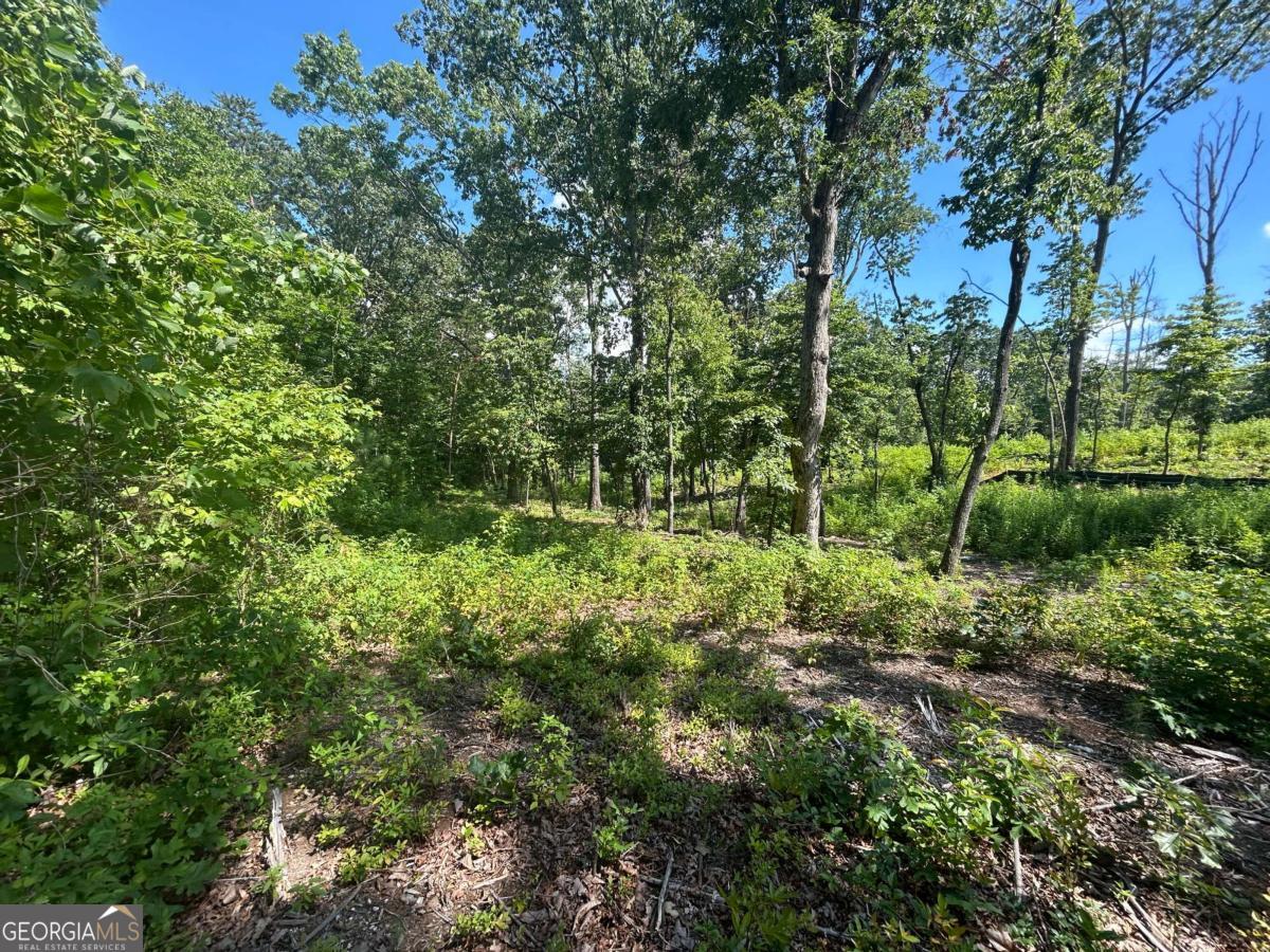 a view of a lush green forest