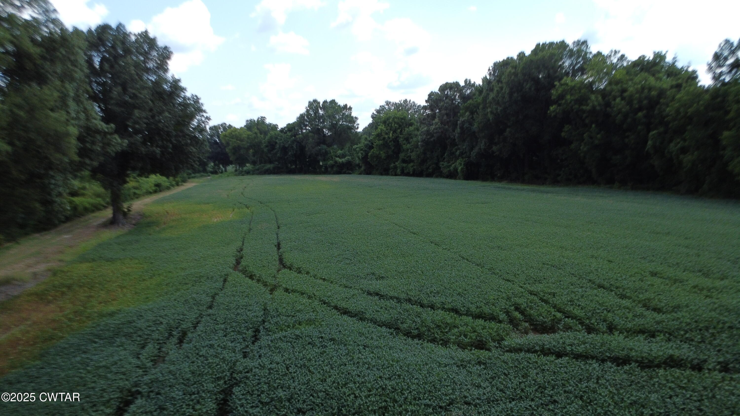 0 Old Dyersburg Road Newbern, TN 38059 - Photo 8 of 8 a yard with large trees