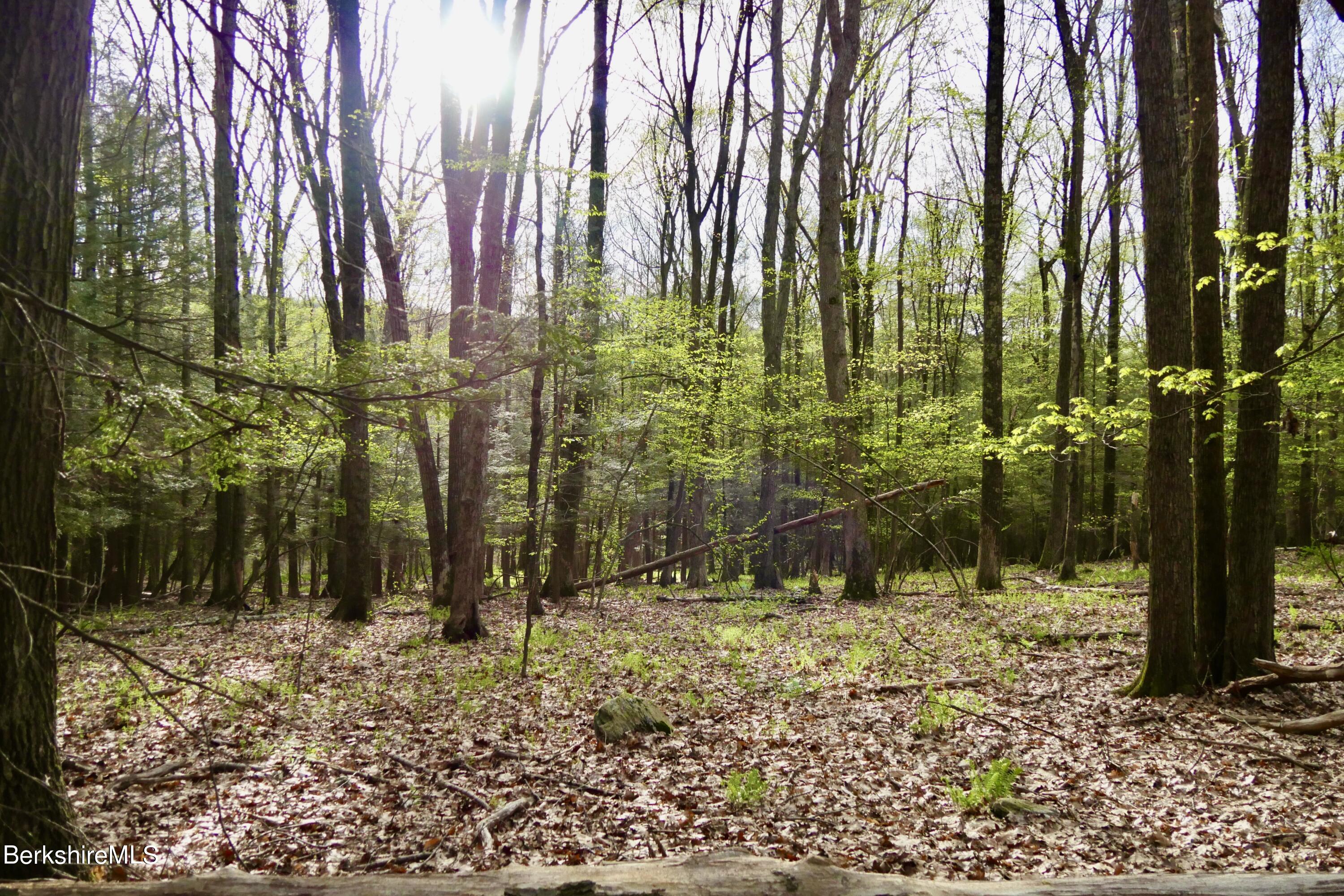 75 Belgo Road Salisbury, CT 06039 - Photo 21 of 26 a backyard of a house with lots of green space
