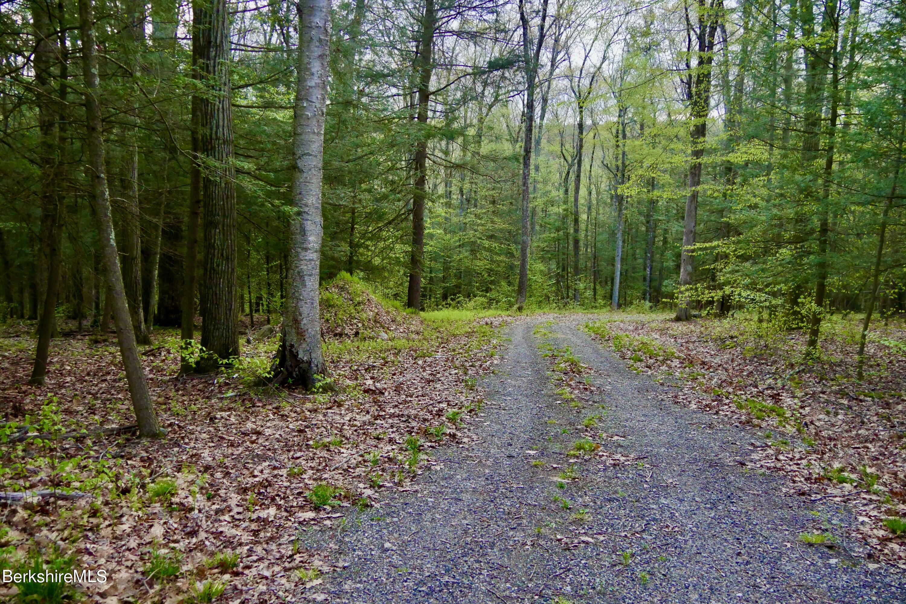 75 Belgo Road Salisbury, CT 06039 - Photo 5 of 26 a view of a forest with trees in the background