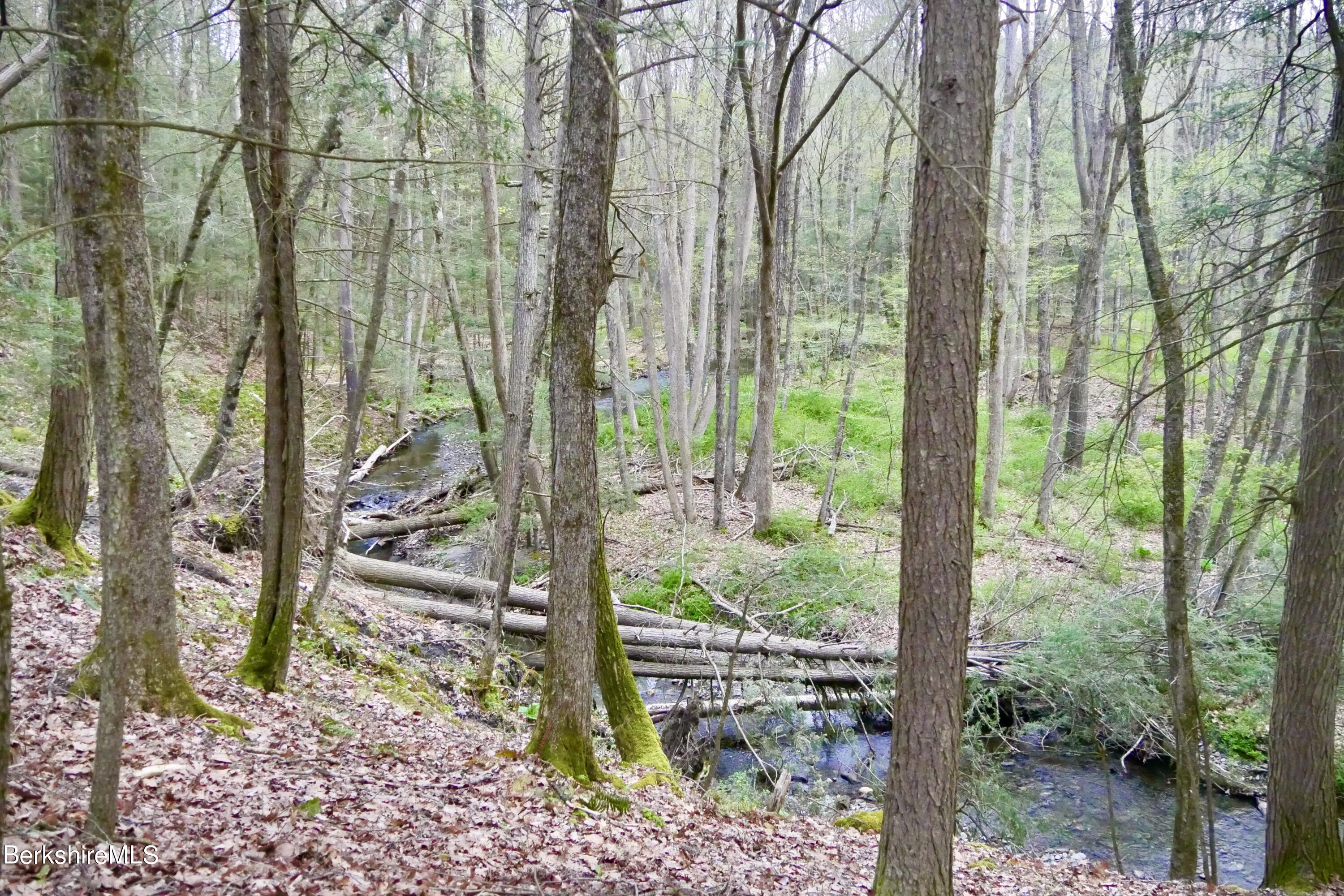 75 Belgo Road Salisbury, CT 06039 - Photo 8 of 26 a view of a forest from a tree