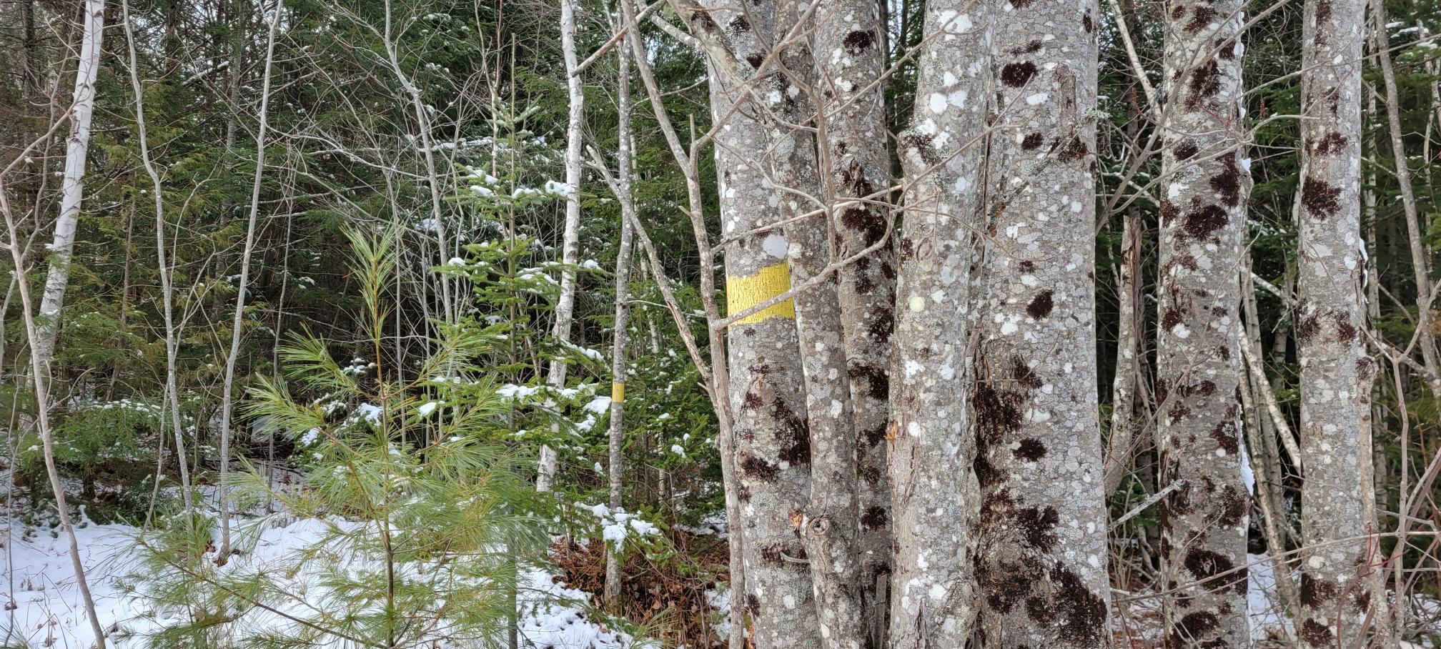 0 County Road Milford, ME 04461 - Photo 24 of 32 Trees - yellow marker