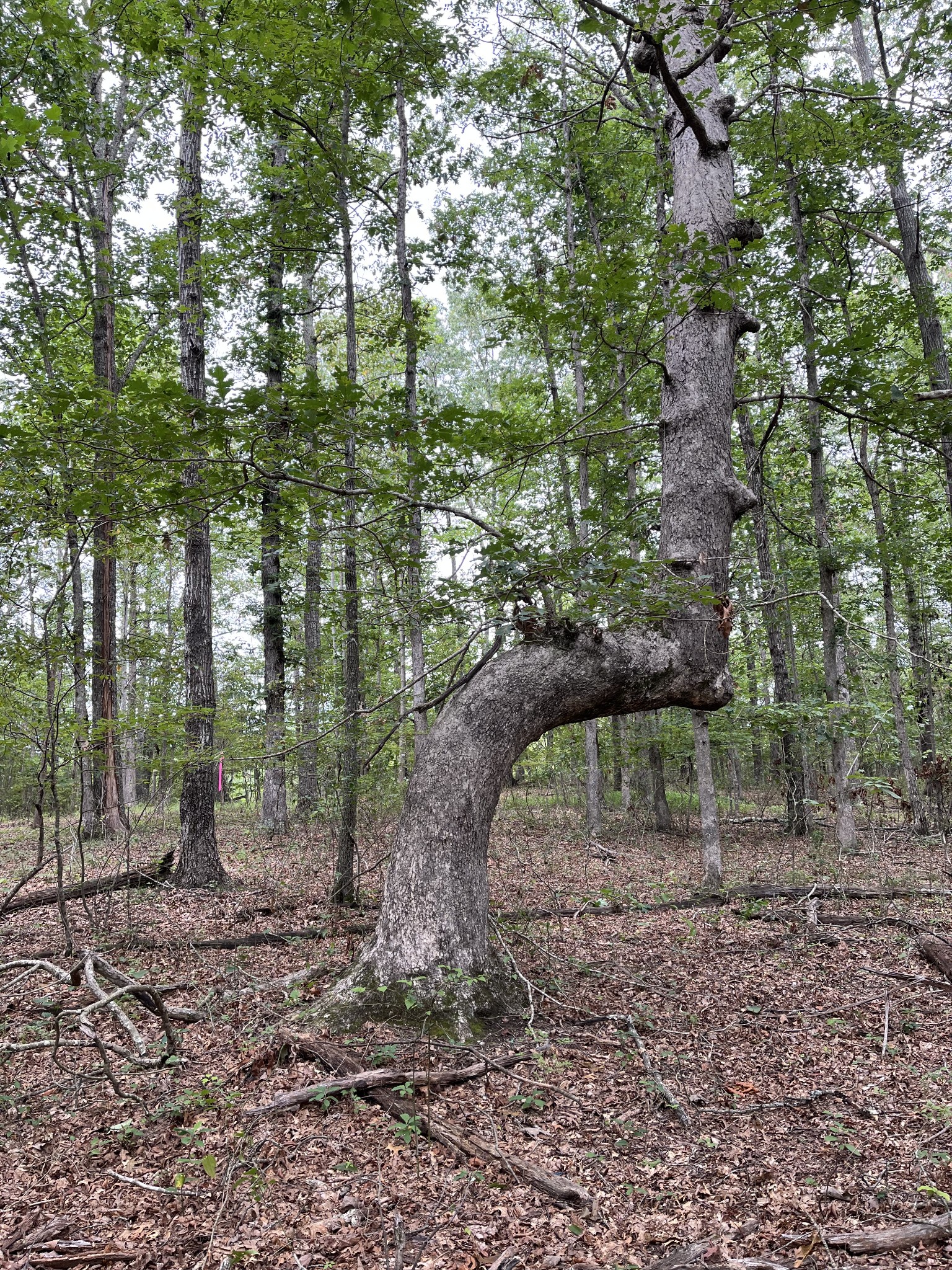 205 Blackberry Farm Road Monteagle, TN 37356 - Photo 2 of 3 a backyard of a house with lots of green space