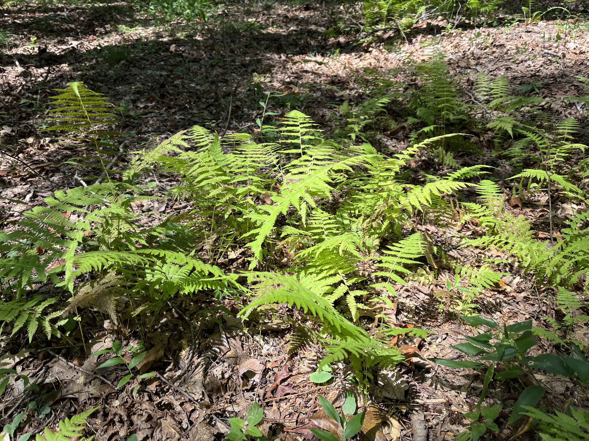 205 Blackberry Farm Road Monteagle, TN 37356 - Photo 3 of 3 a view of a tree