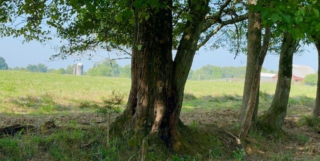 1030 Pine Ridge Lane Clarkrange, TN 38553 - Photo 12 of 30 a view of outdoor space and yard
