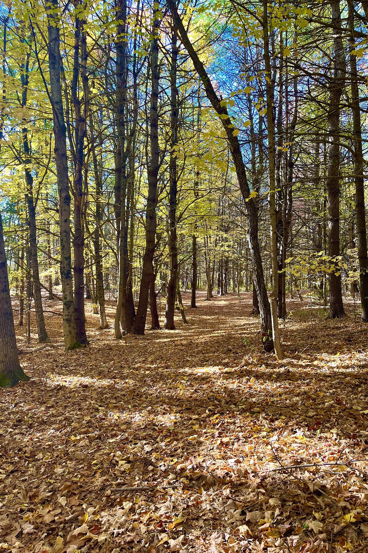 33 Sunshine Farm Road Litchfield, ME 04350 - Photo 51 of 53 Outside Trails - Pine Grove woods in fal