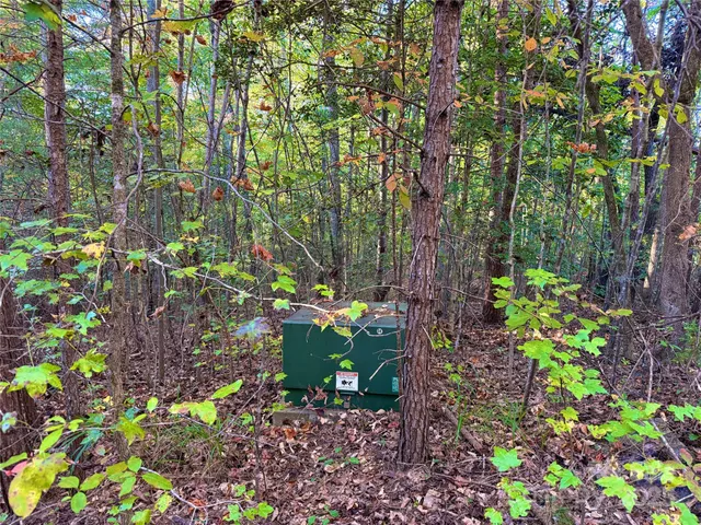a view of a forest with trees in the background