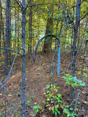 a view of a forest with trees in the background